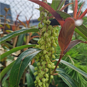 Stachyurus Salicifolius 'Fairytale'